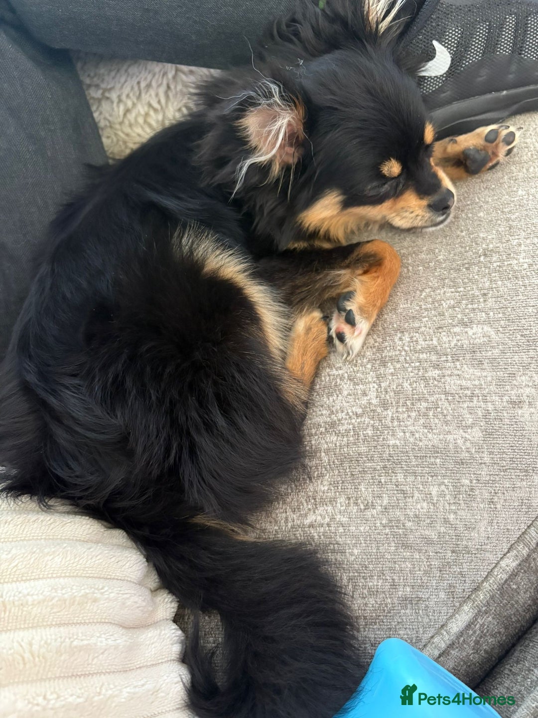 Pomeranian dogs for sale: pomeranian girl - Image 3
