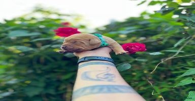 Labrador Retriever dogs - Advert 3