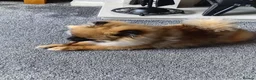 Pomeranian dogs for sale: Pomeranian  in Hebburn - Advert 13