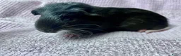 Guinea Pig rodents for sale: Young Sow Guinea pigs  - Advert 7