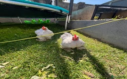 Chickens poultry for sale: Lavender pekin bantams  - Image 5