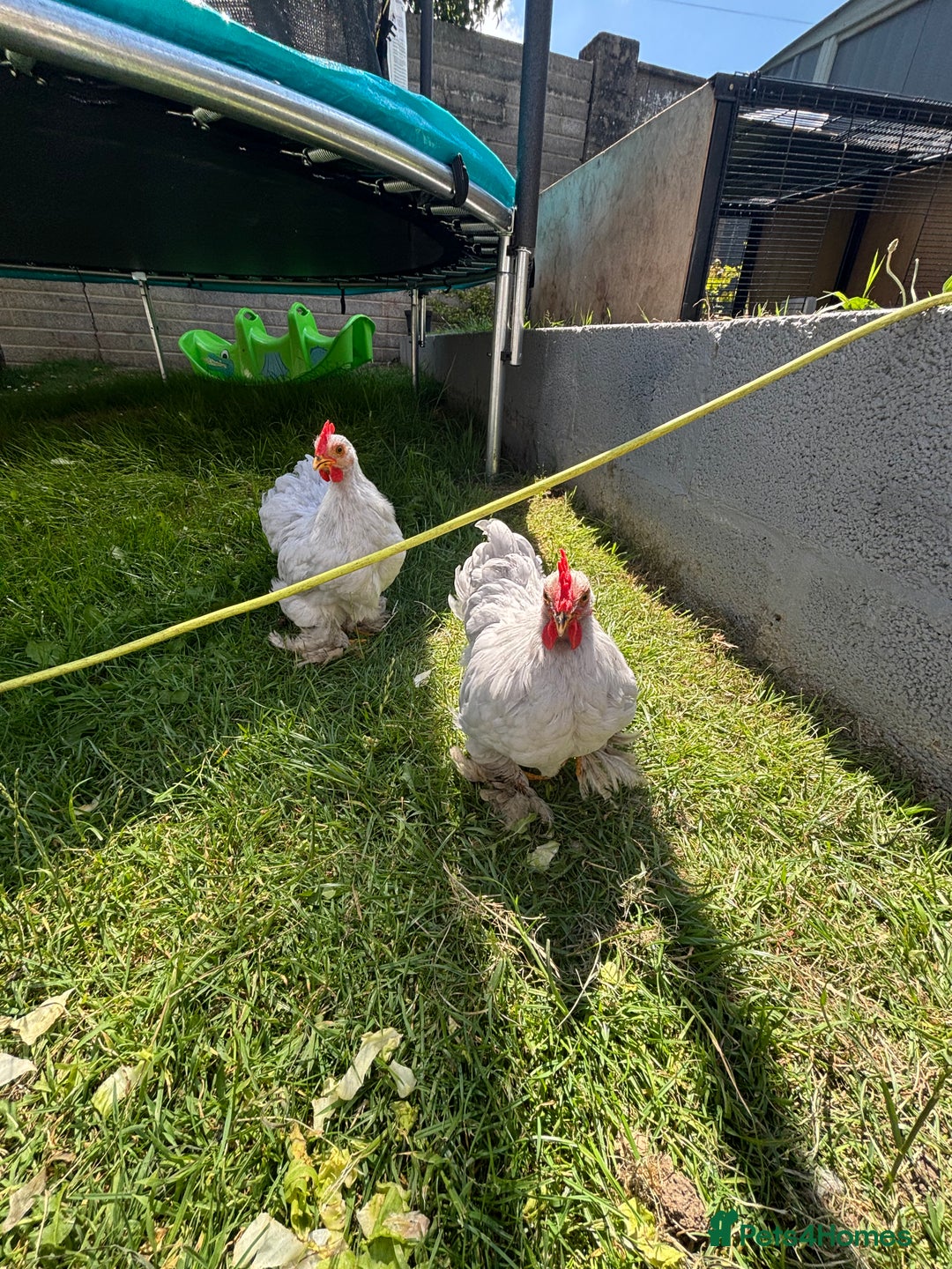 Chickens poultry for sale: Lavender pekin bantams  - Image 5