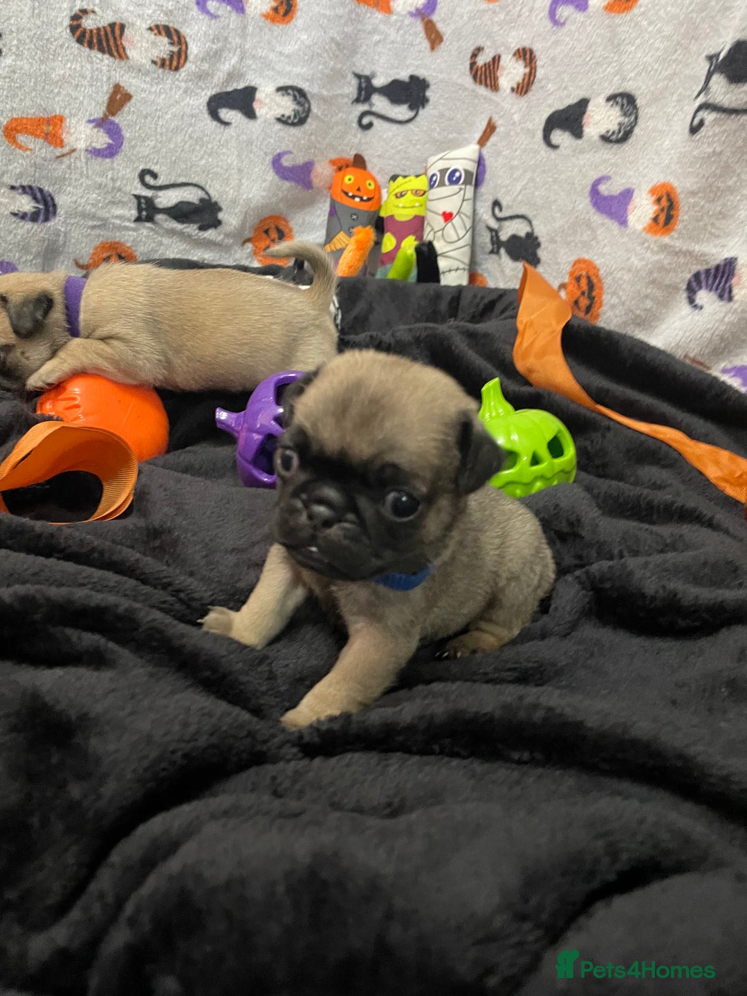 Pug dogs for sale: Pretty Female Pug Puppies x2 HEALTHY & HAPPY  - Image 5