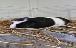 Guinea Pig rodents for sale: 3 Guinea Pigs and full set up - Image 5