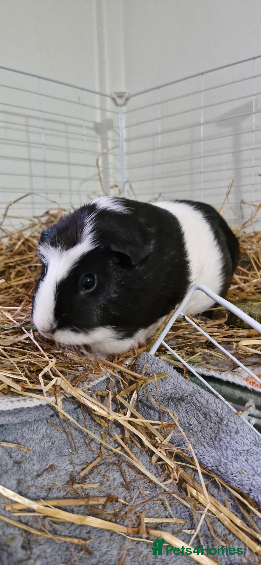 Guinea Pig rodents for sale: 3 Guinea Pigs and full set up - Image 5