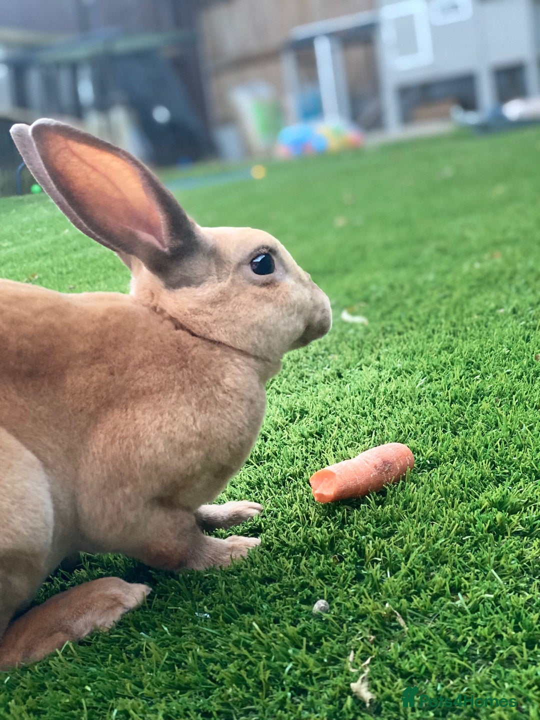 Rex rabbits for sale: Peach and Apricot need rehoming - Advert 2