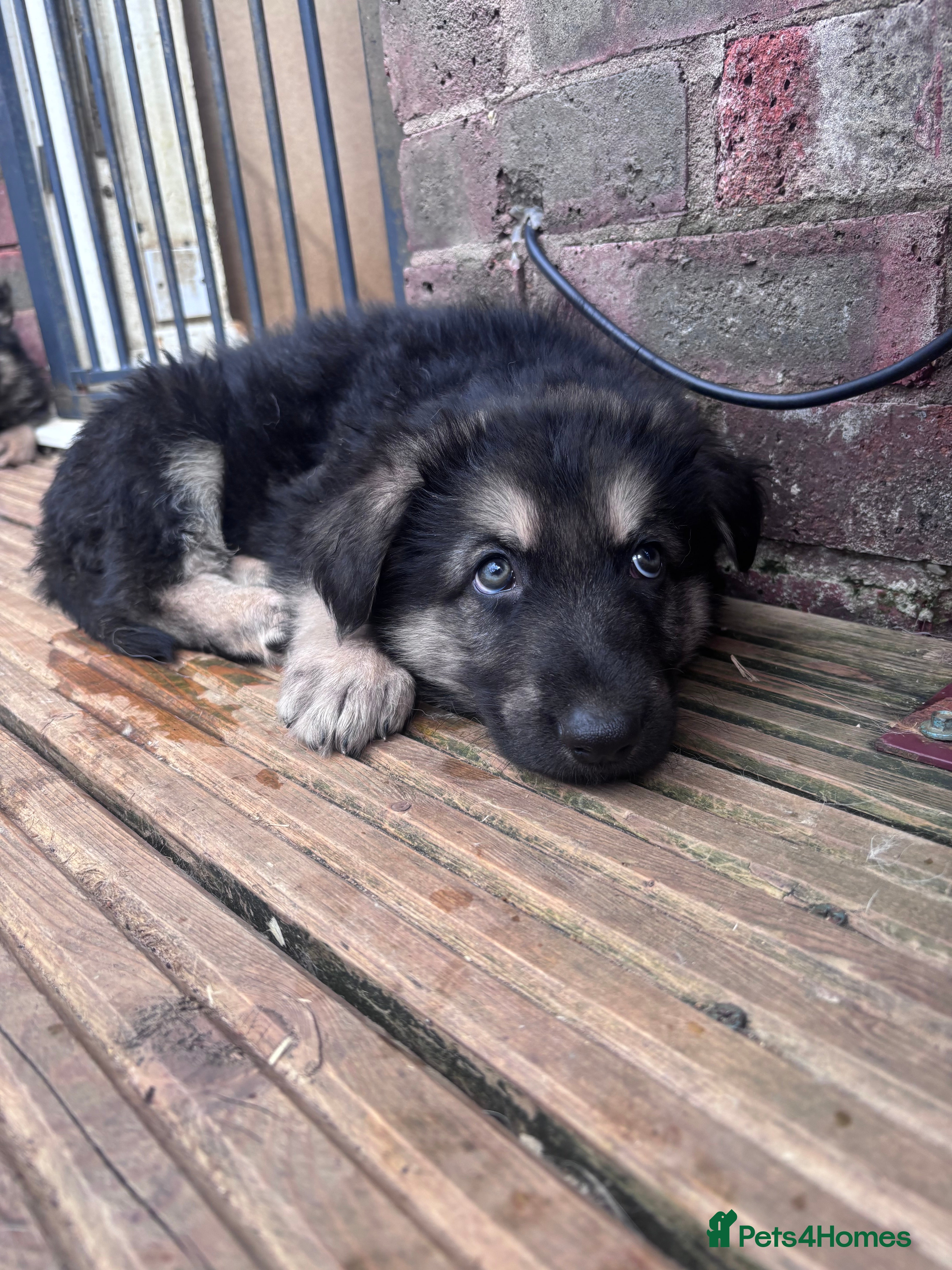 German Shepherd dogs Stunning German shepherd puppies * only 4 left * - Advert 15