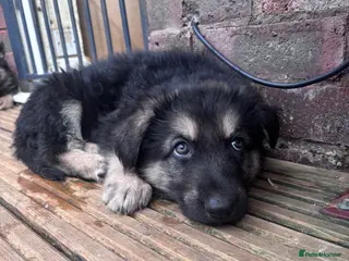 German Shepherd dogs Stunning German shepherd puppies * only 4 left * - Advert 15