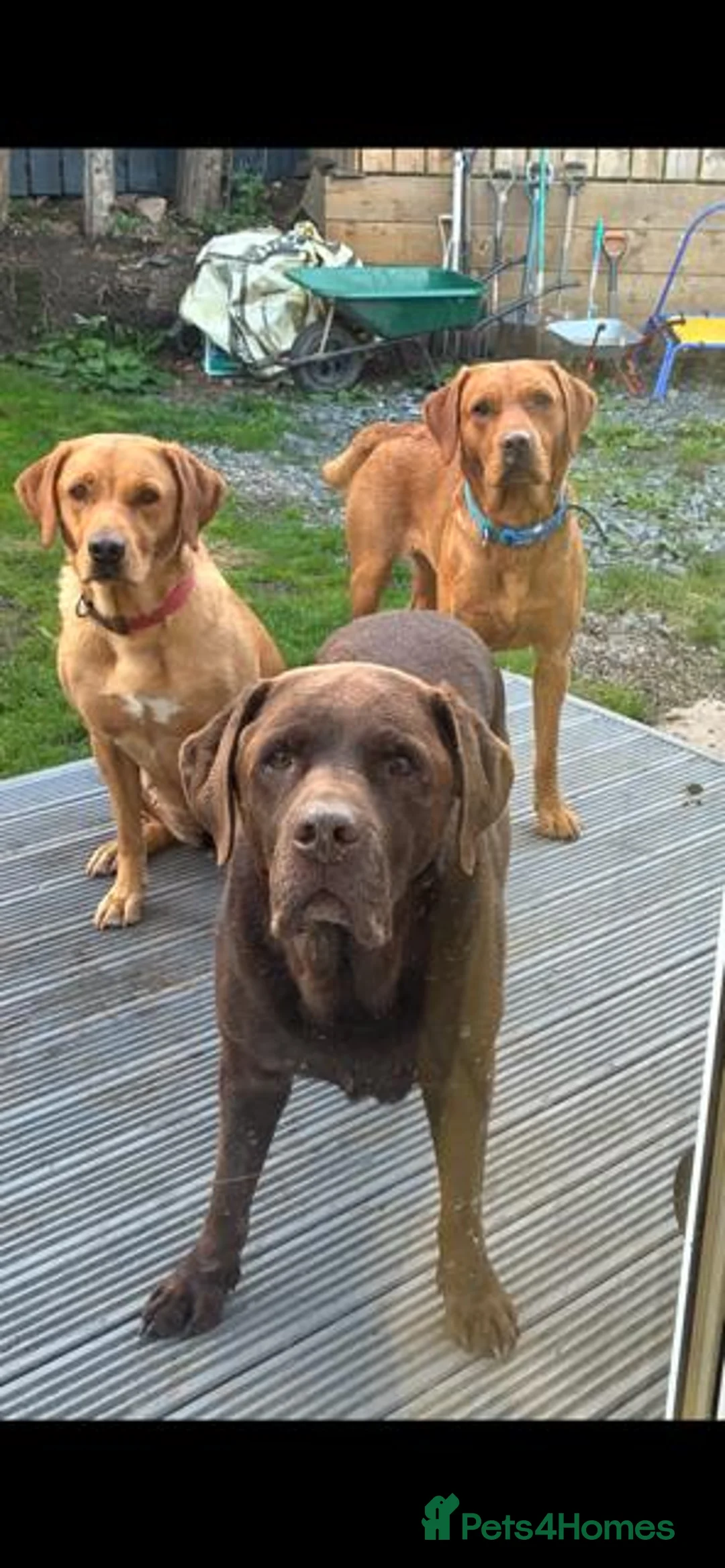 Labrador Retriever dogs for sale: KC REG Fox Red Labrador puppies in Kilwinning - Advert 2