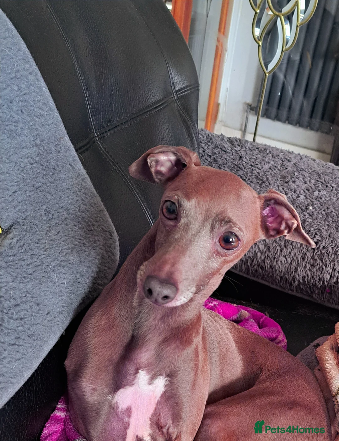 Italian Greyhound dogs for stud: Italian greyhound in Airdrie - Advert 3