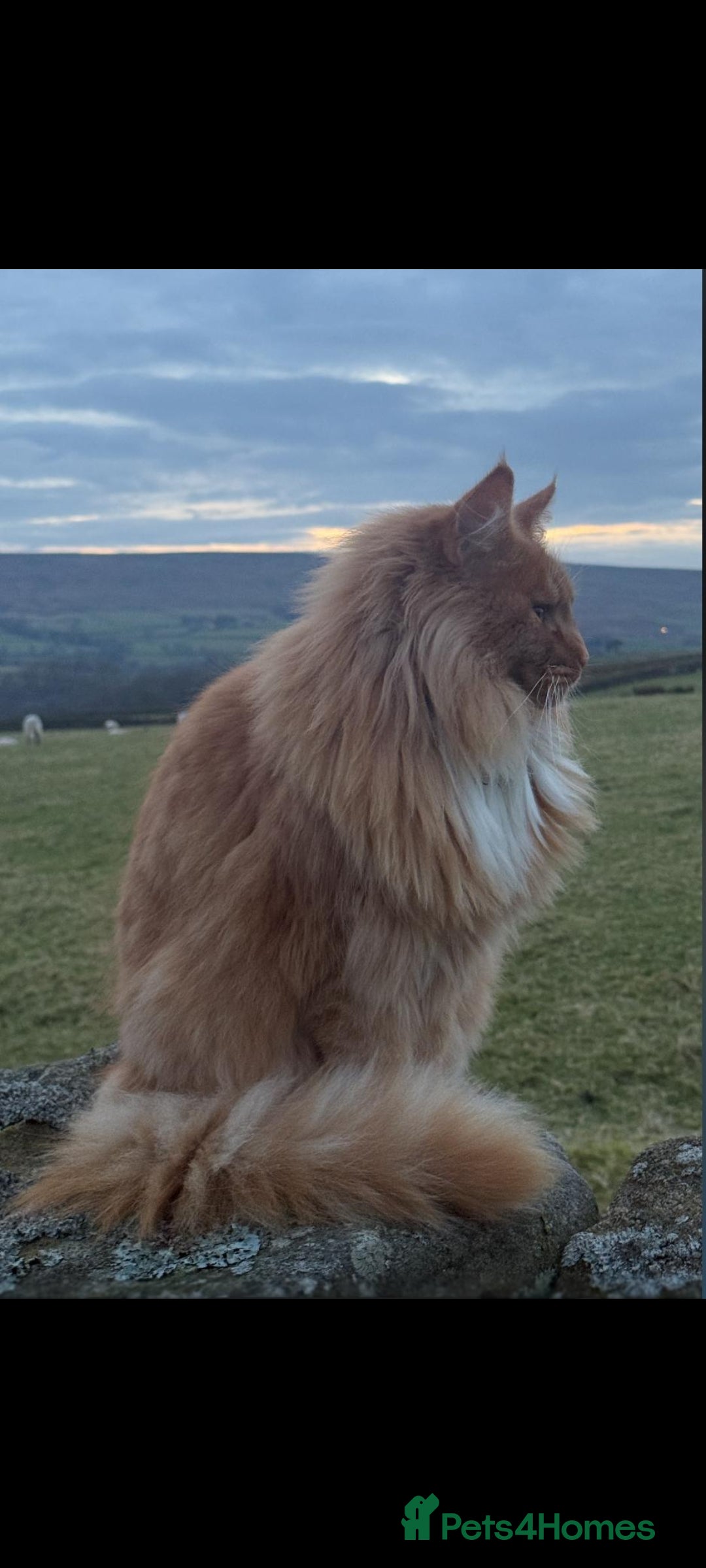 Maine Coon cats for sale: Xl Mainecoon red,silver girl  - Advert 4