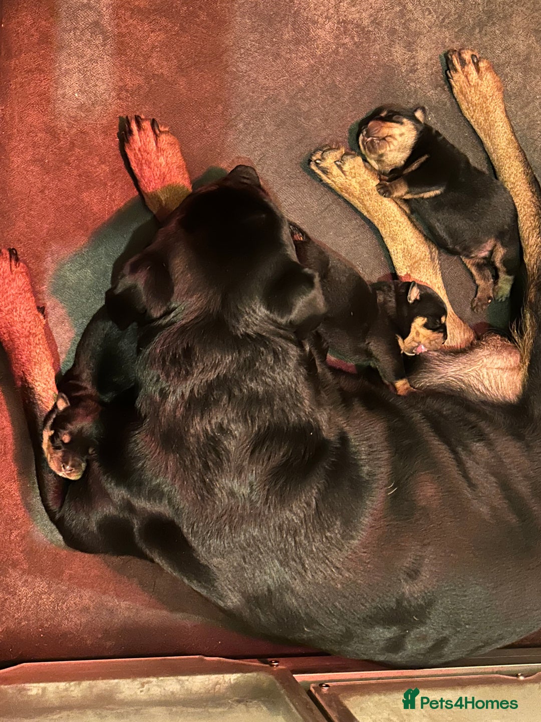 Rottweiler dogs for sale: Big and chunky kc Rottweiler puppy’s for sale  - Advert 9