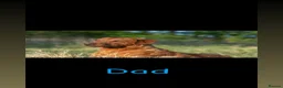 Labrador Retriever dogs for sale: 🐾 FOX RED LABRADOR PUPPIES 🐾 - Advert 6