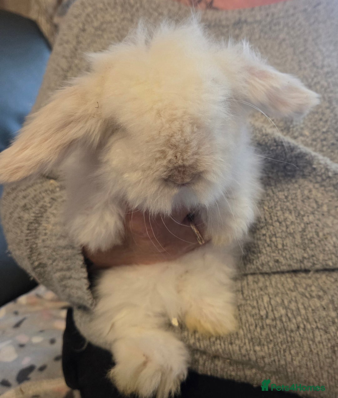 Mini Lion Lop rabbits for sale:  Male teddywidder bunnies  - Advert 9