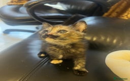 British Shorthair cats for sale: 4 Litter Trained Kittens for sale!  - Image 5