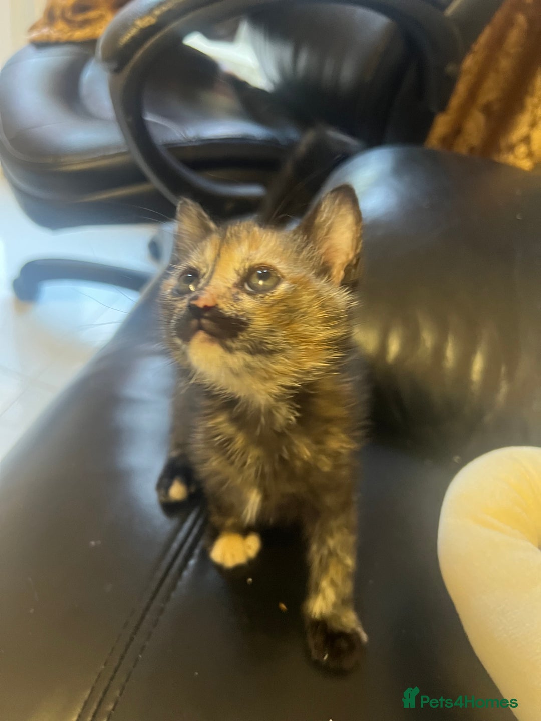 British Shorthair cats for sale: 4 Litter Trained Kittens for sale!  - Image 5