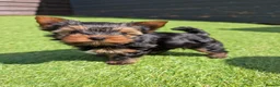 Yorkshire Terrier dogs for sale: Yorkshire terrier boy - Advert 4
