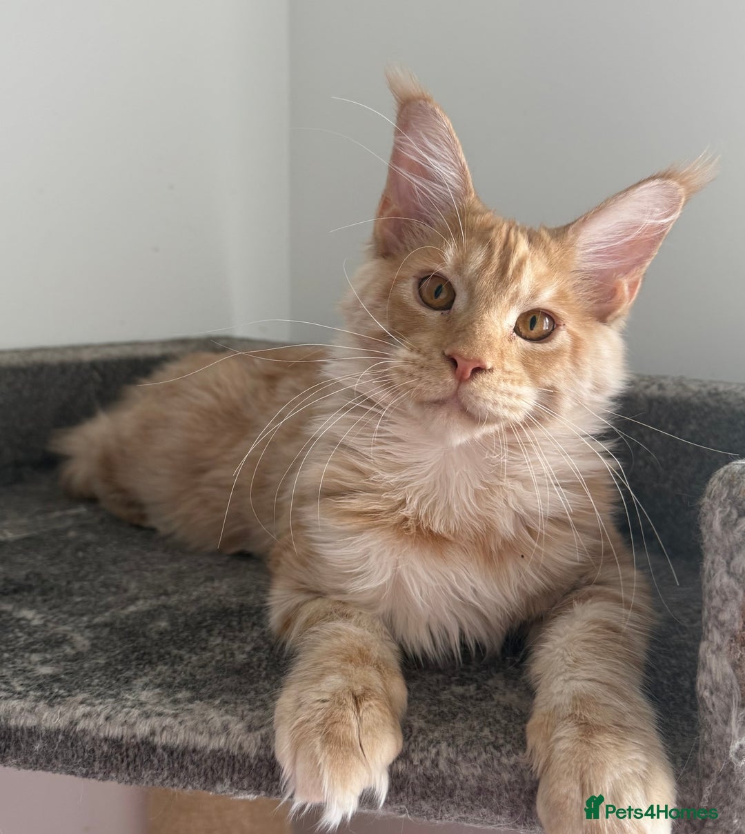 Maine Coon cats for sale: Amazing girl ready to leave.. - Image 1