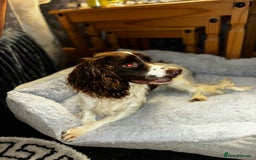English Springer Spaniel dogs for sale: Chase   - Image 2