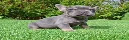 French Bulldog dogs for sale: Gorgeous French Bulldog Puppies  - Advert 28