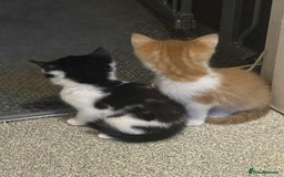 Mixed Breed cats for sale: Kittens for sale  - Image 10