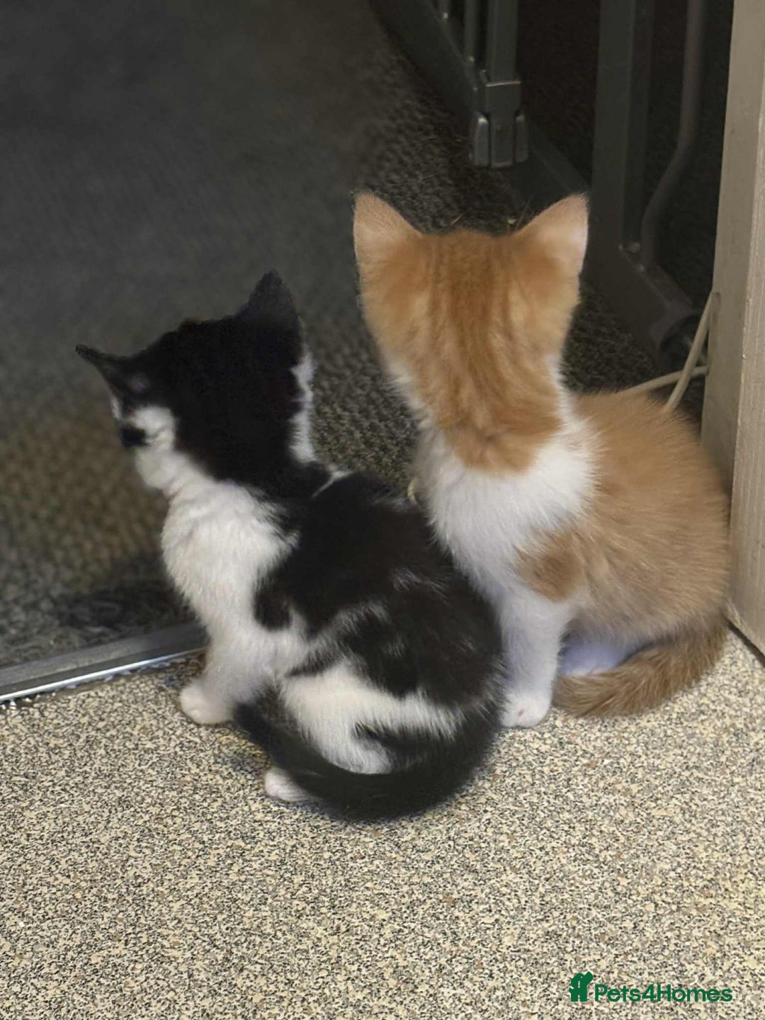 Mixed Breed cats for sale: Kittens for sale  - Image 10