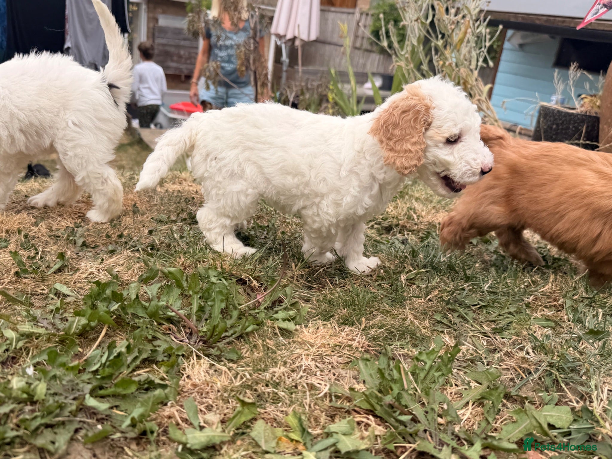 Australian Labradoodle dogs 8 Gorgeous Australian labradoodle puppies - Advert 2