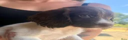 Sprocker dogs for sale: Sprocker puppys - Advert 6