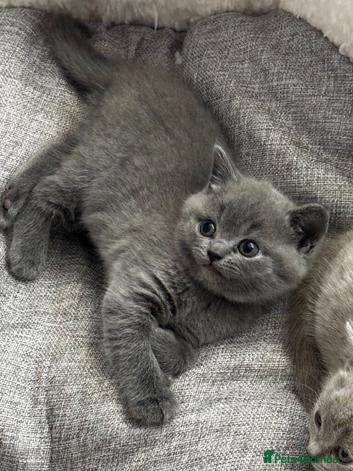 British Shorthair cats for sale:  beautiful british shorthair kittens  - Advert 1