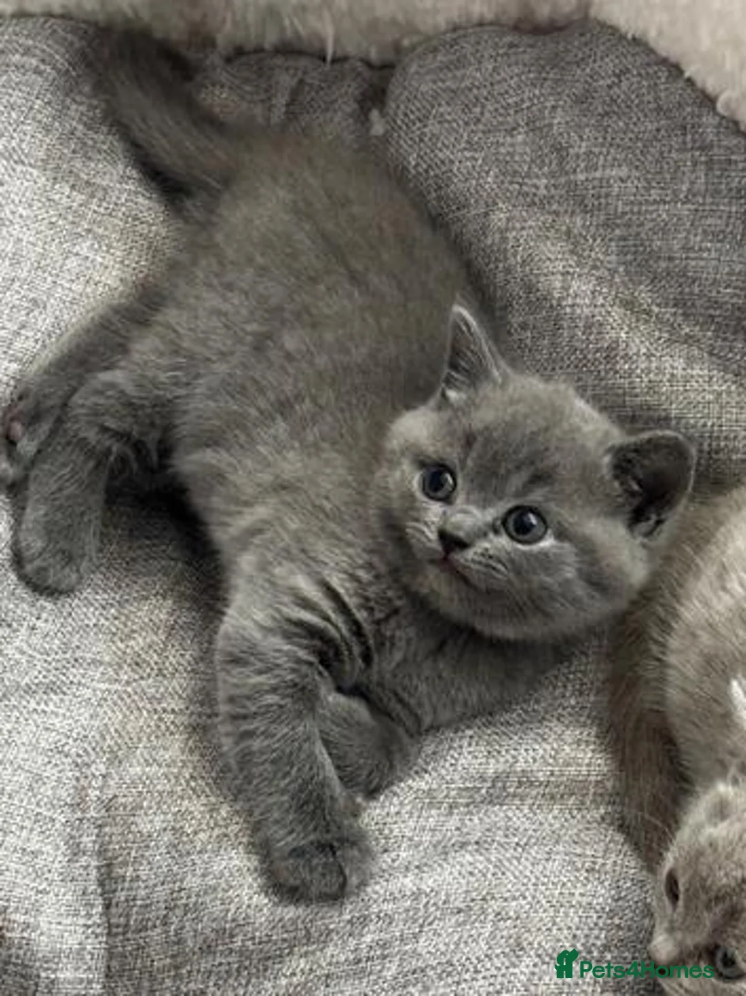 British Shorthair cats for sale:  beautiful british shorthair kittens  - Advert 1