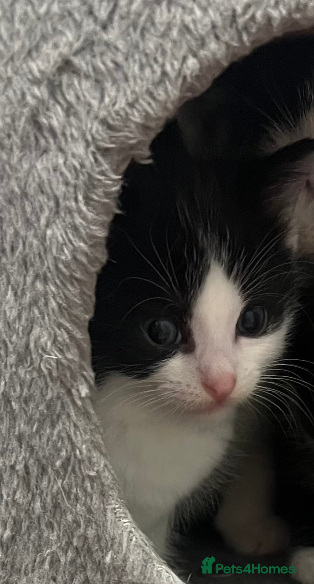 Mixed Breed cats for sale: A Surprise Litter. Dot’s first and last!  - Advert 12