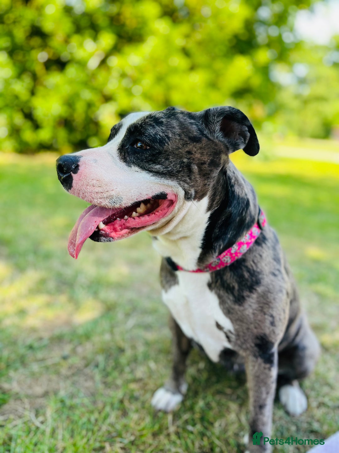 Staffordshire Bull Terrier dogs for sale: Beautiful Puppies Are  Looking For New Home :) - Advert 12