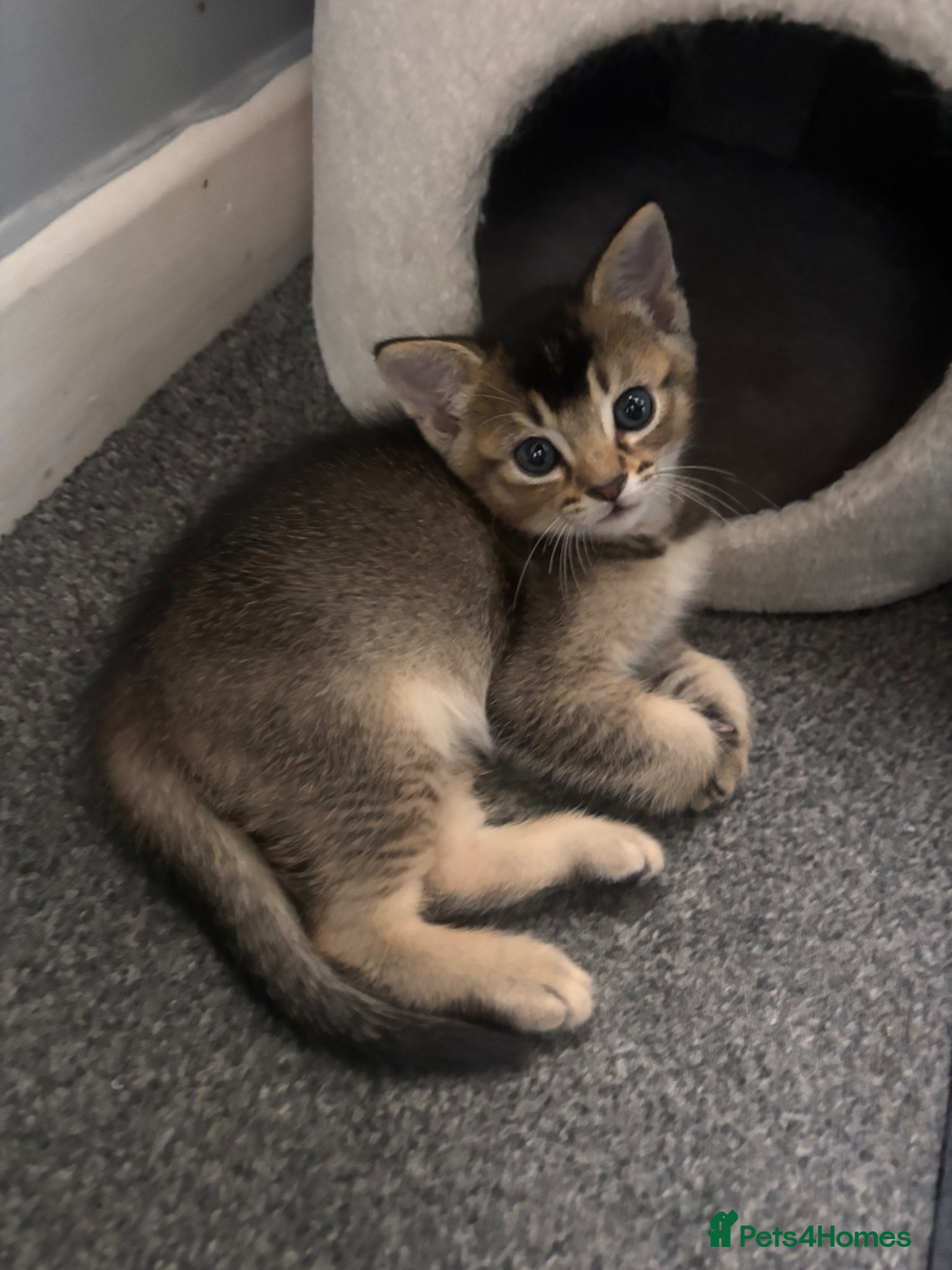 Mixed Breed cats for sale: Male kittens - Advert 9