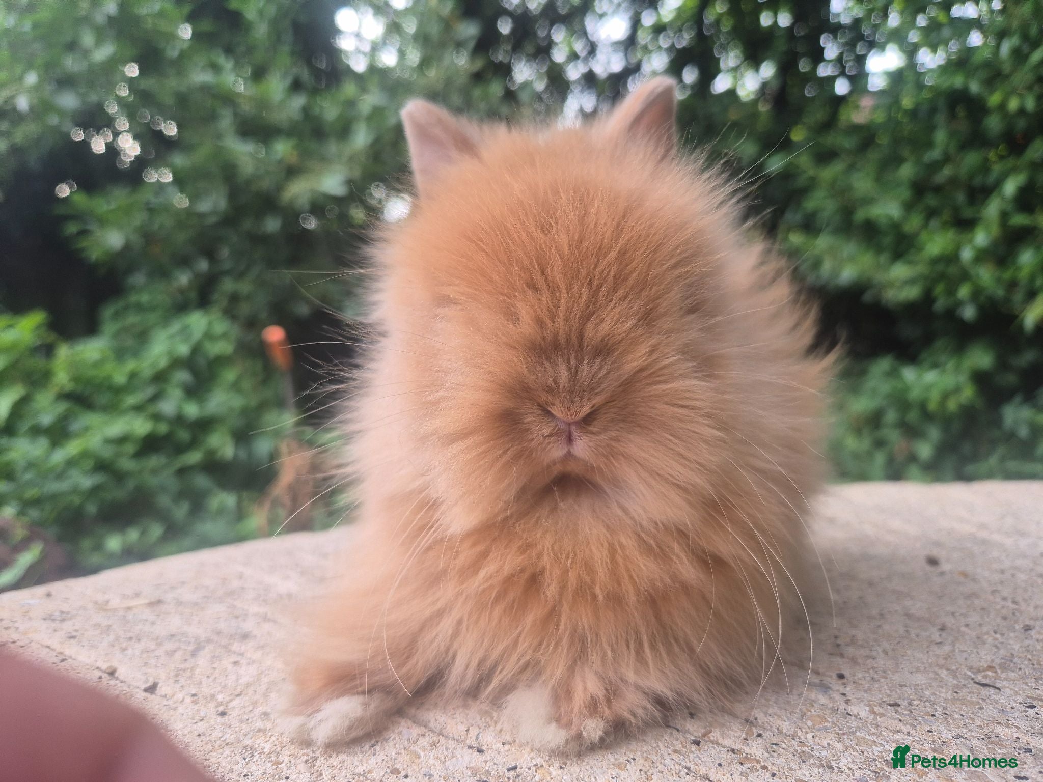 Angora rabbits ❤️STUNNING IMPORTED PARENTS- TEDDYDWERG BABIES❤️ - Advert 1