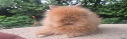 Angora rabbits for sale: ❤️STUNNING IMPORTED PARENTS- TEDDYDWERG BABIES❤️ - Advert 1