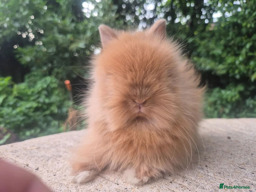 Angora rabbits for sale: ❤️STUNNING IMPORTED PARENTS- TEDDYDWERG BABIES❤️ - Advert 1