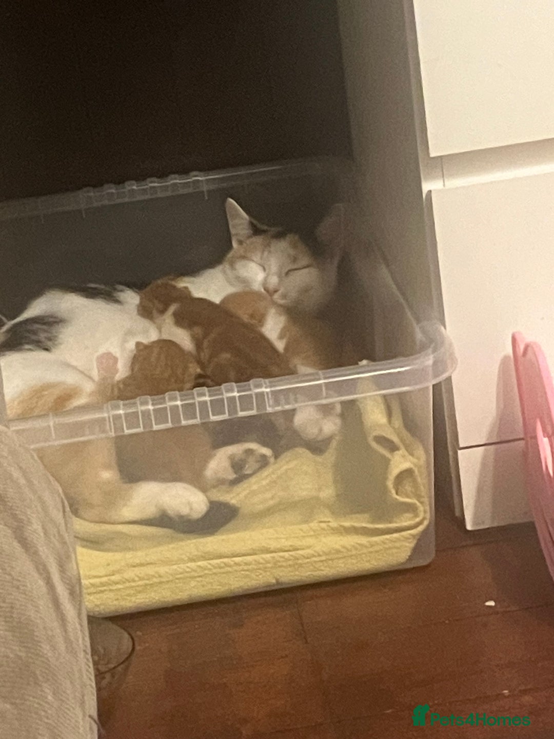 Mixed Breed cats for sale: Beautiful kittens for sale - Advert 9