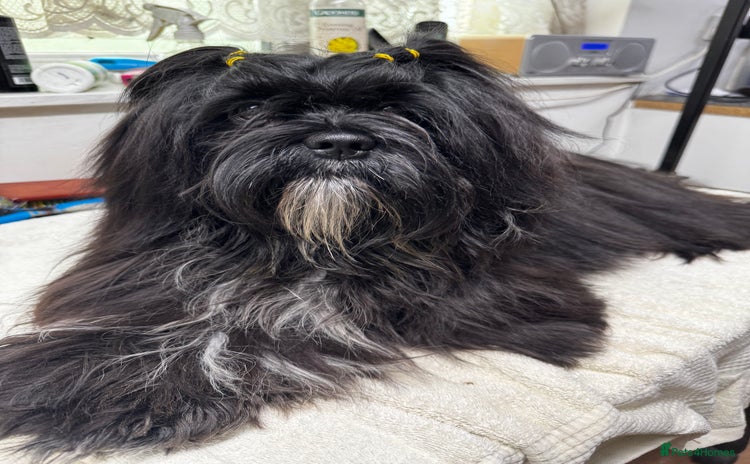 Lhasa Apso dogs - Advert 1