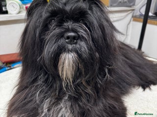 Lhasa Apso dogs - Advert 21