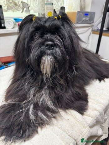 Lhasa Apso dogs - Advert 9
