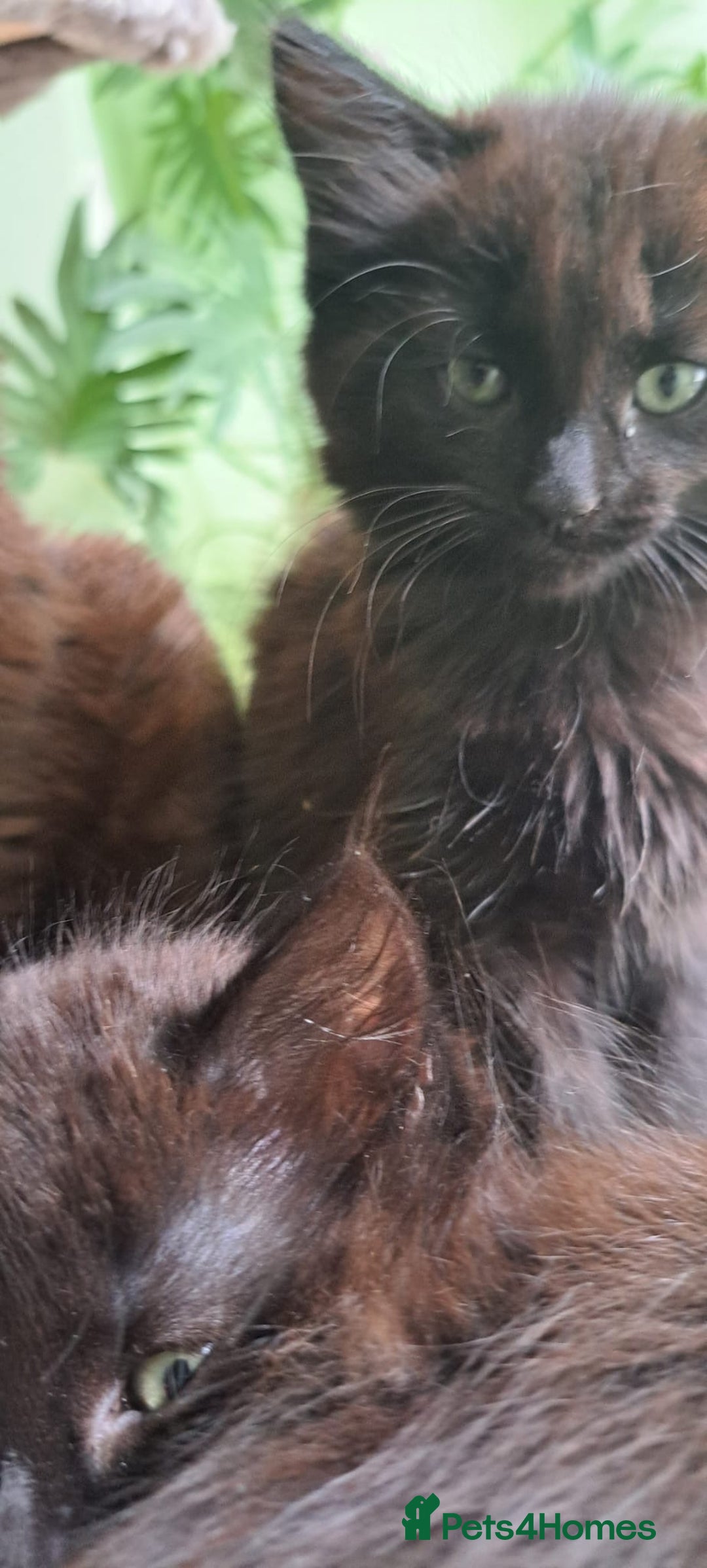 Siberian cats for sale: 6 lovely Siberian kittens  - Image 36