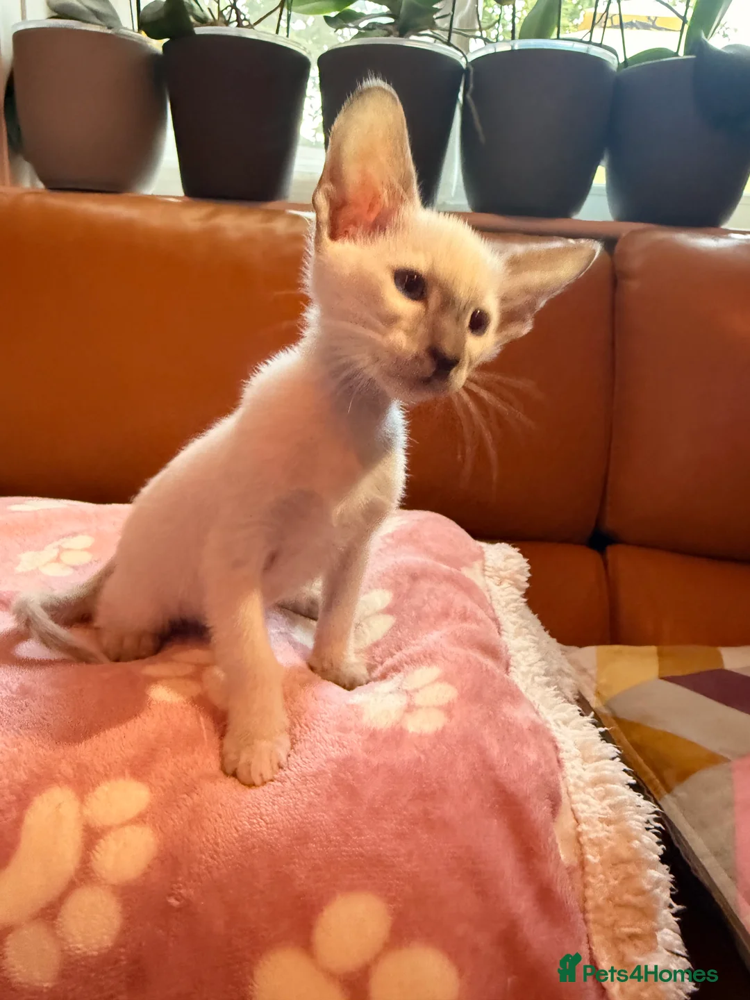 Oriental cats for sale: Beautiful Siamese & Oriental Kittens  - Advert 2