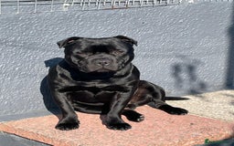 Staffordshire Bull Terrier dogs for sale: KC STAFFORDSHIRE BULL TERRIER CHAMPION BLOODLINES  - Image 6