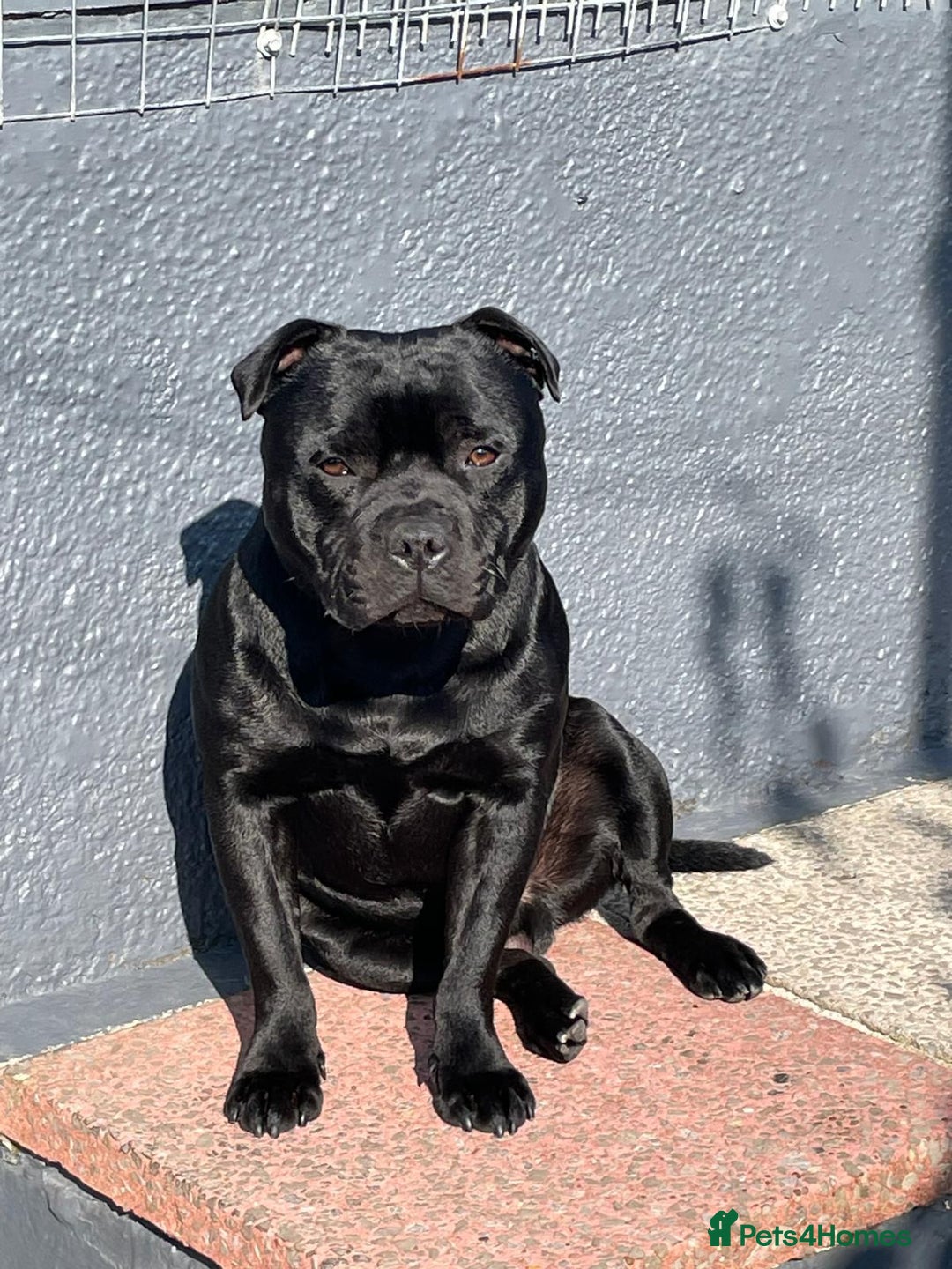 Staffordshire Bull Terrier dogs for sale: KC STAFFORDSHIRE BULL TERRIER CHAMPION BLOODLINES  - Image 6