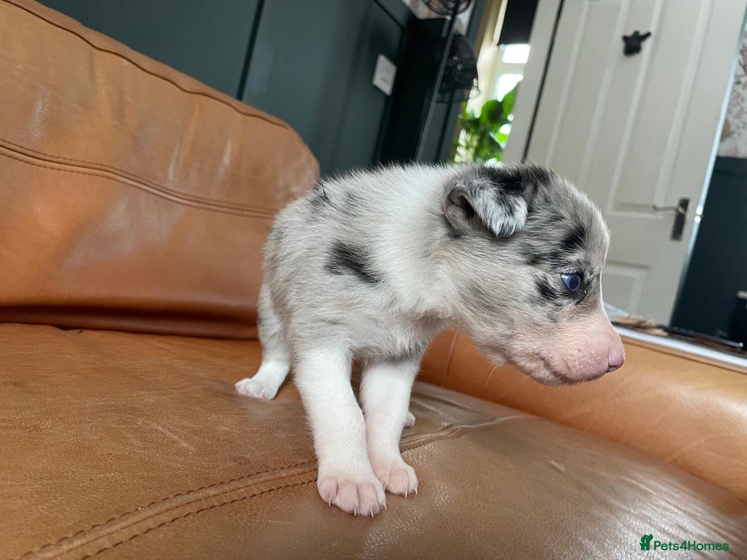 Border Collie dogs for sale: Border Collie Pups Merle, Tri-colour & Blk/wht - Image 19