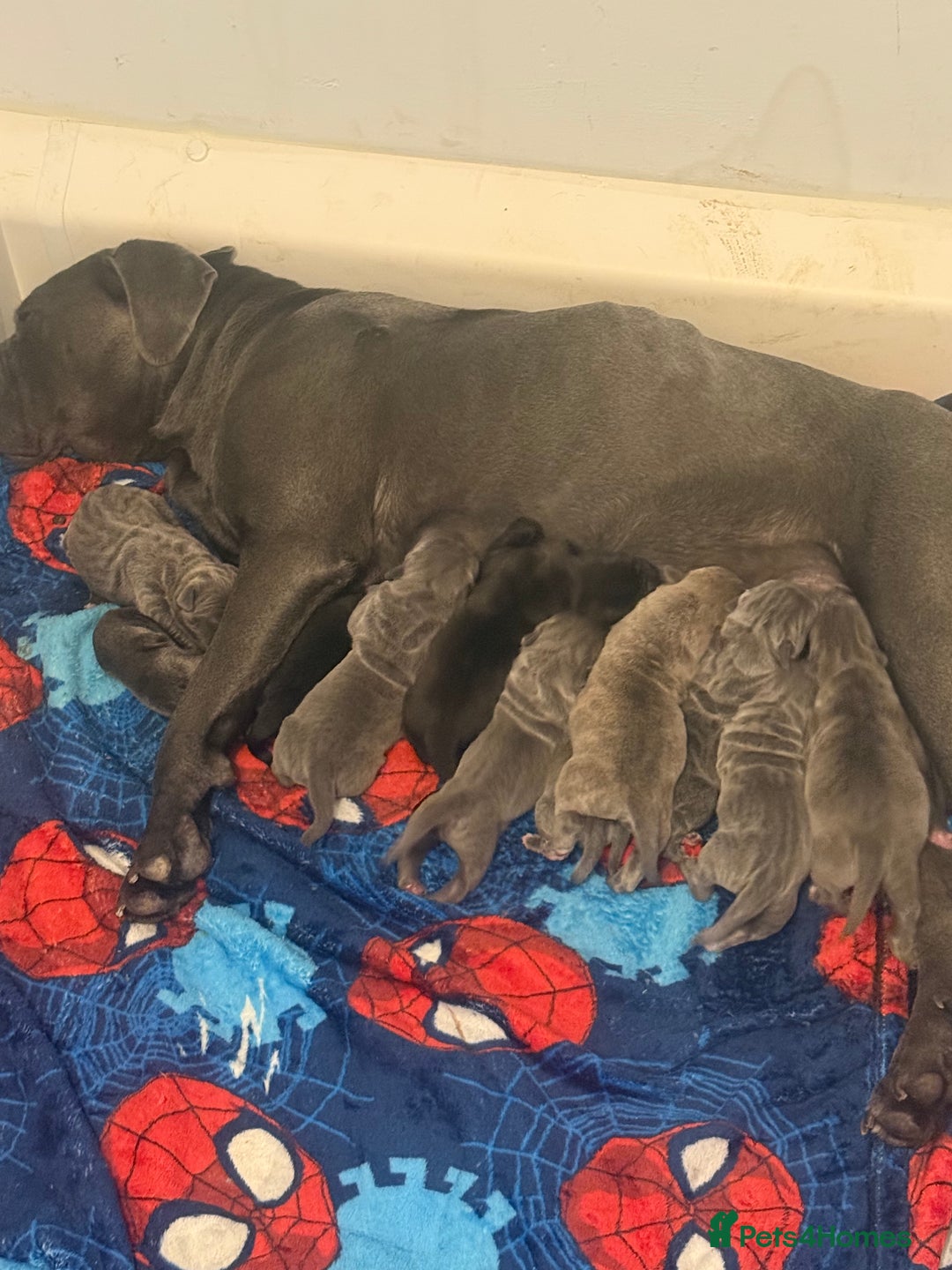 Mixed Breed dogs for sale: 9 beautiful cane corso puppies available  - Image 6