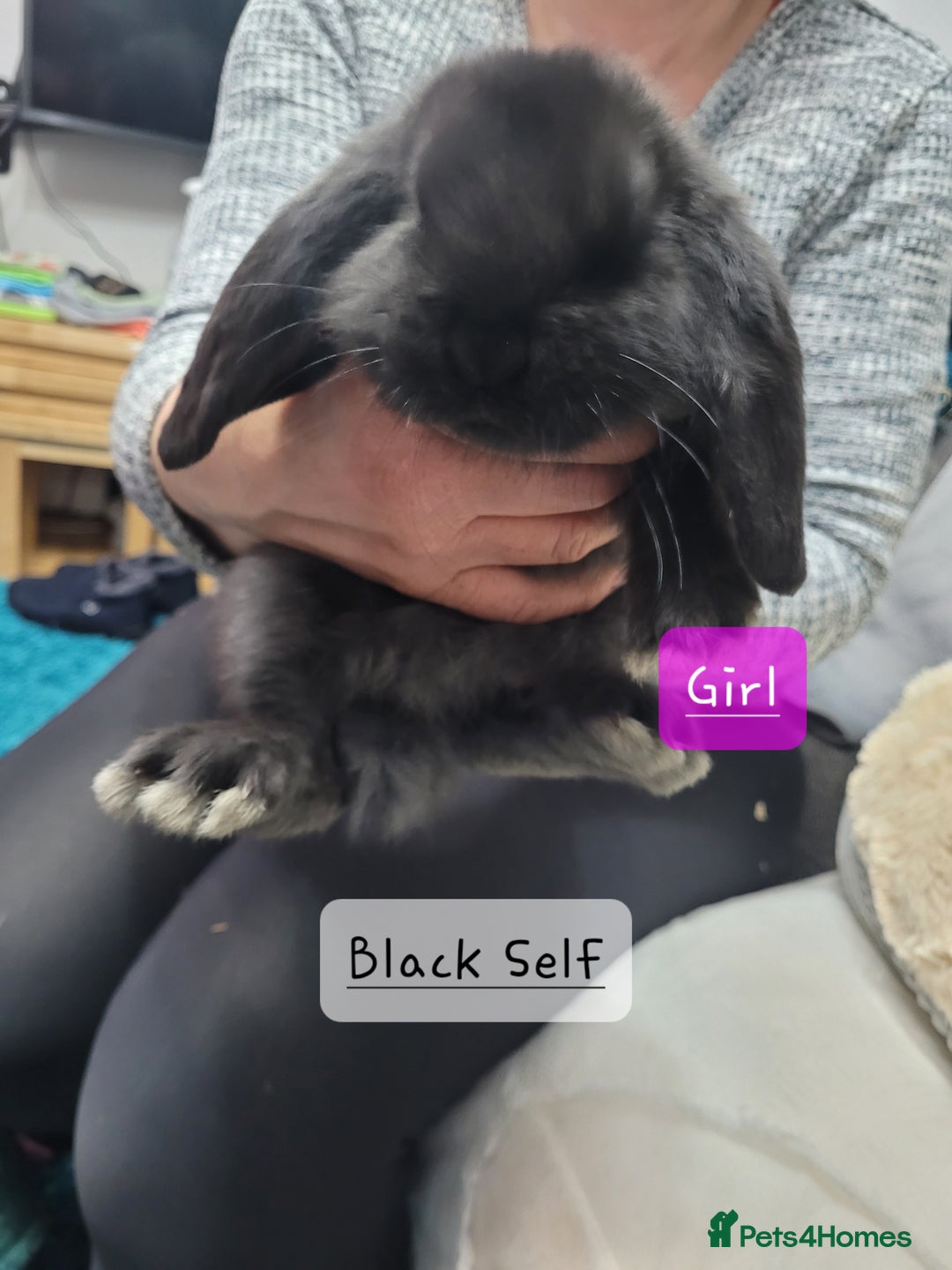 French Lop rabbits for sale: Pure Bred French Lop babies - Advert 2