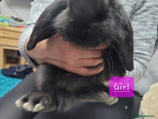 French Lop rabbits Pure Bred French Lop babies - Advert 6