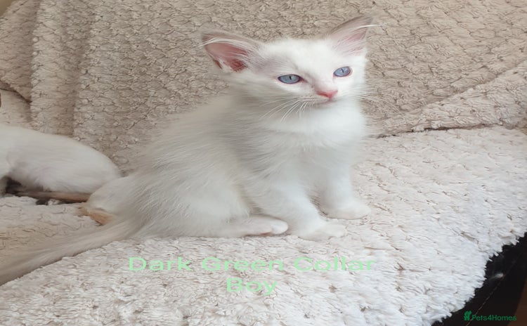 Ragdoll cats in Darwen - Advert 9