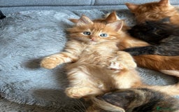 Maine Coon cats for sale: GCCF Maine Coon Kittens-Champion and Russian lines in Swindon - Image 33